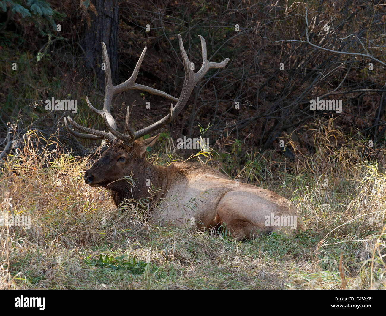 Rocky Mountain elk bull Stock Photo