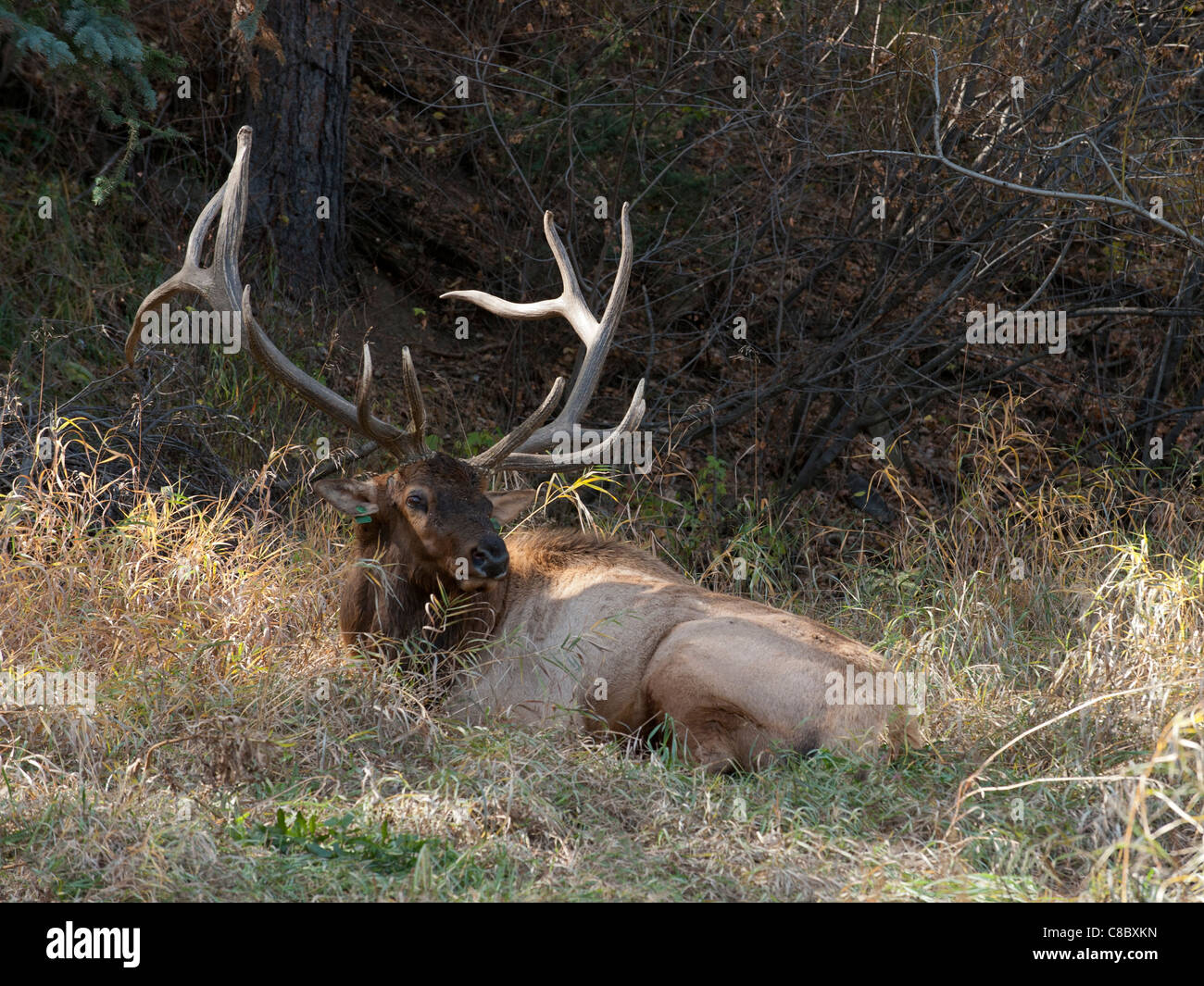 Rocky Mountain elk bull Stock Photo