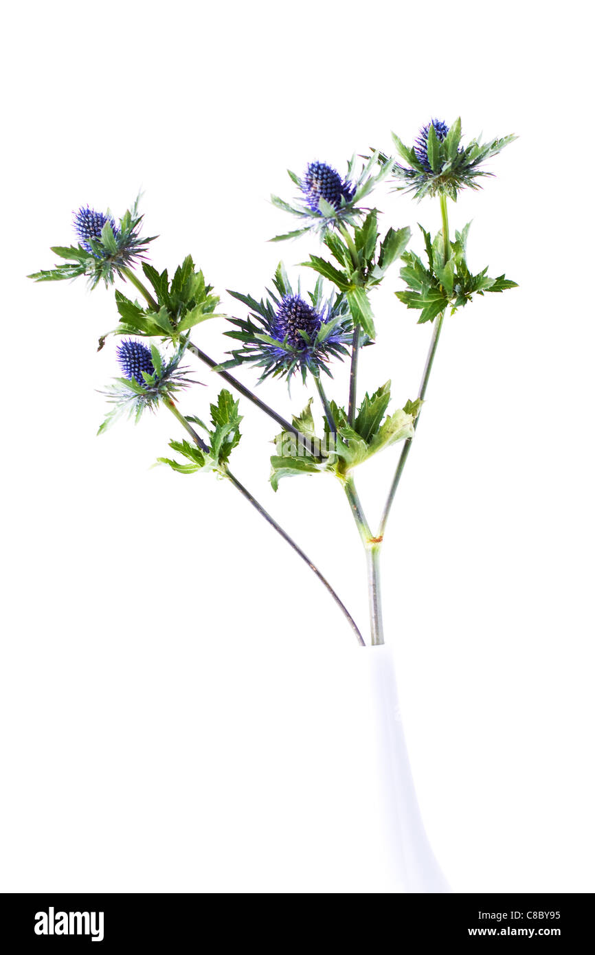 beauty blue thistle flowers isolated on white background, feng shui Stock Photo