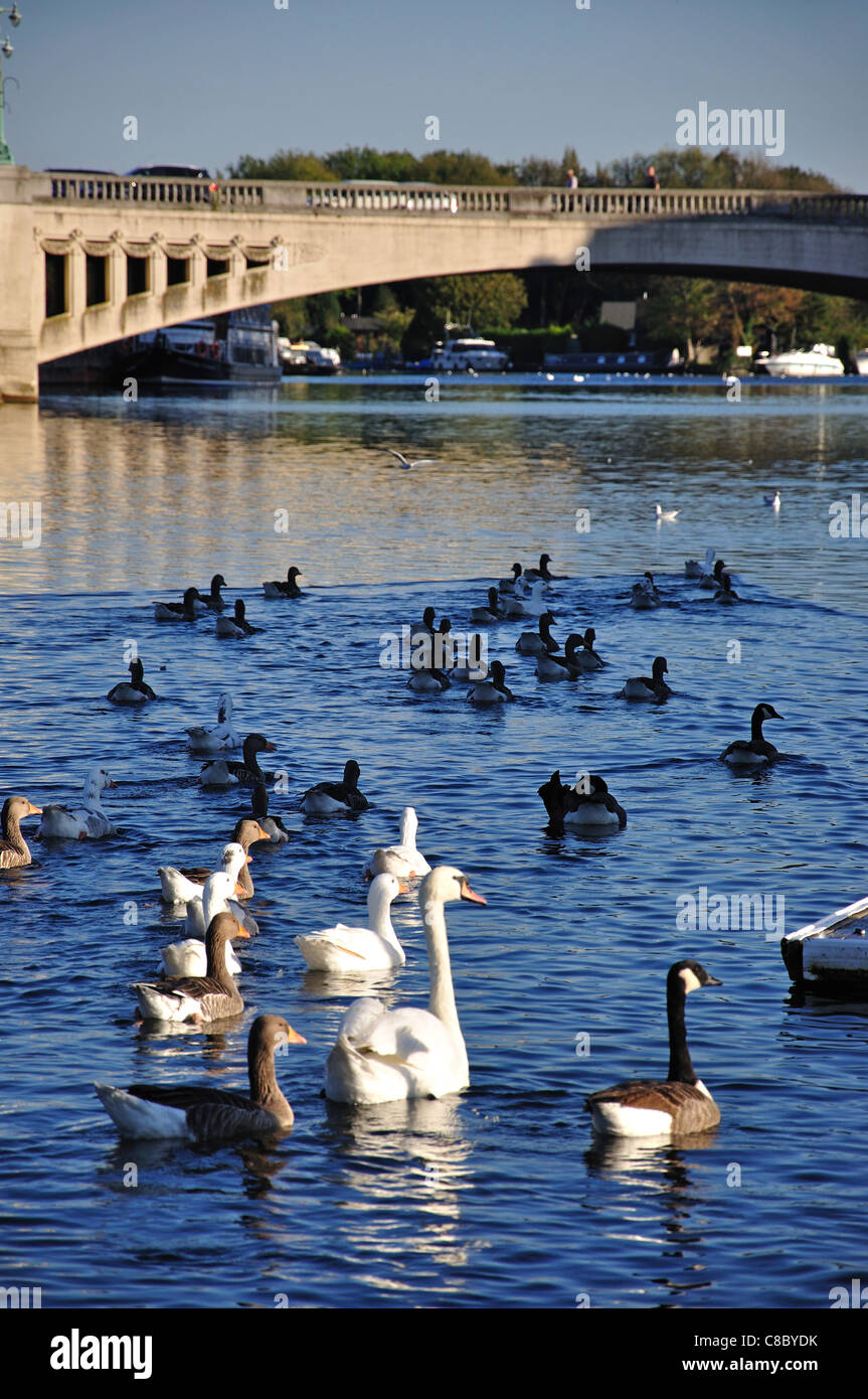 River Thames showing Caversham Bridge, Caversham, Reading, Berkshire, England, United Kingdom Stock Photo