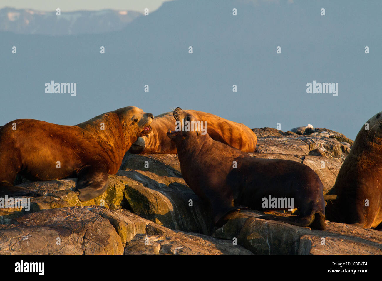 Steller sea lions barking Stock Photo