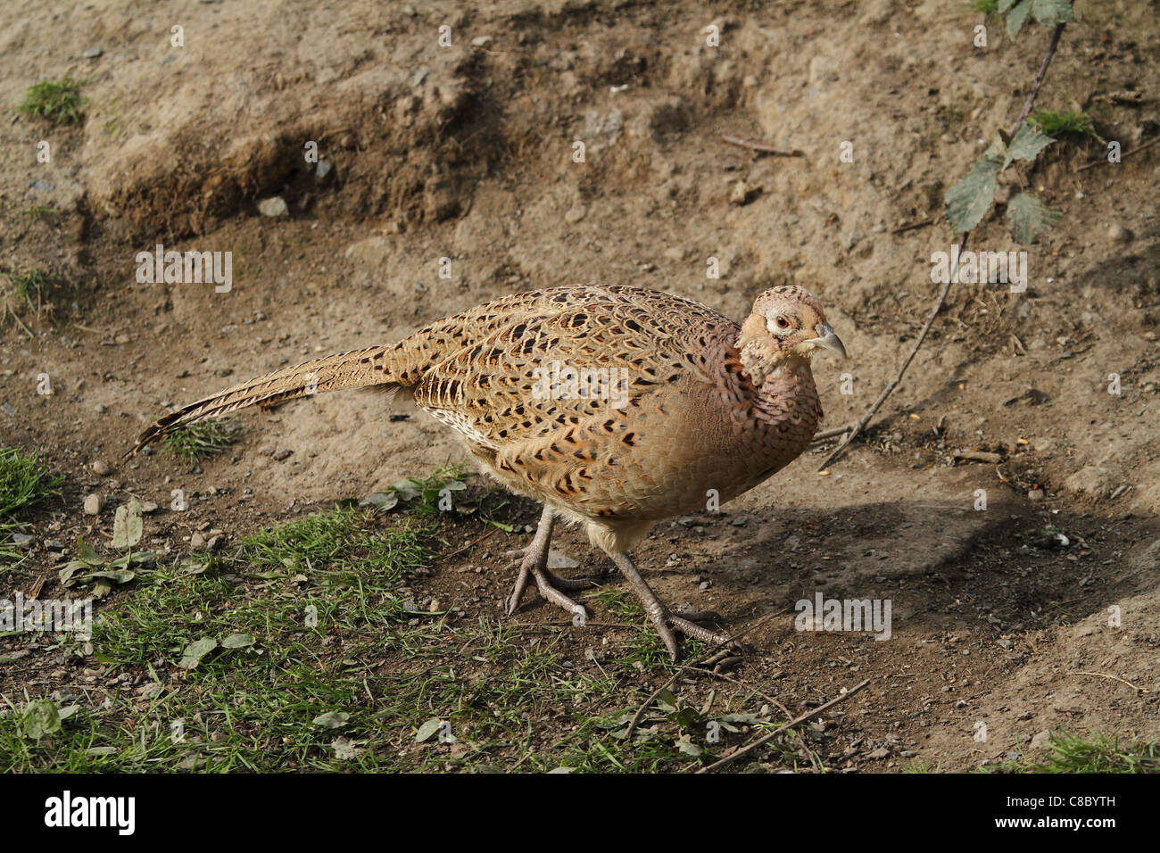 wild pheasant game bird UK Stock Photo Alamy