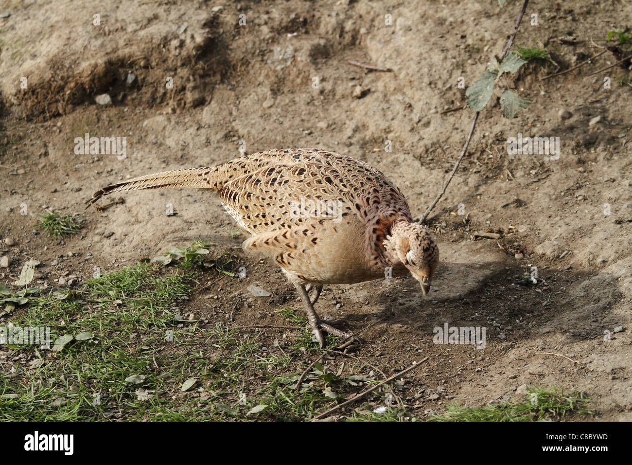 wild pheasant game bird UK Stock Photo Alamy