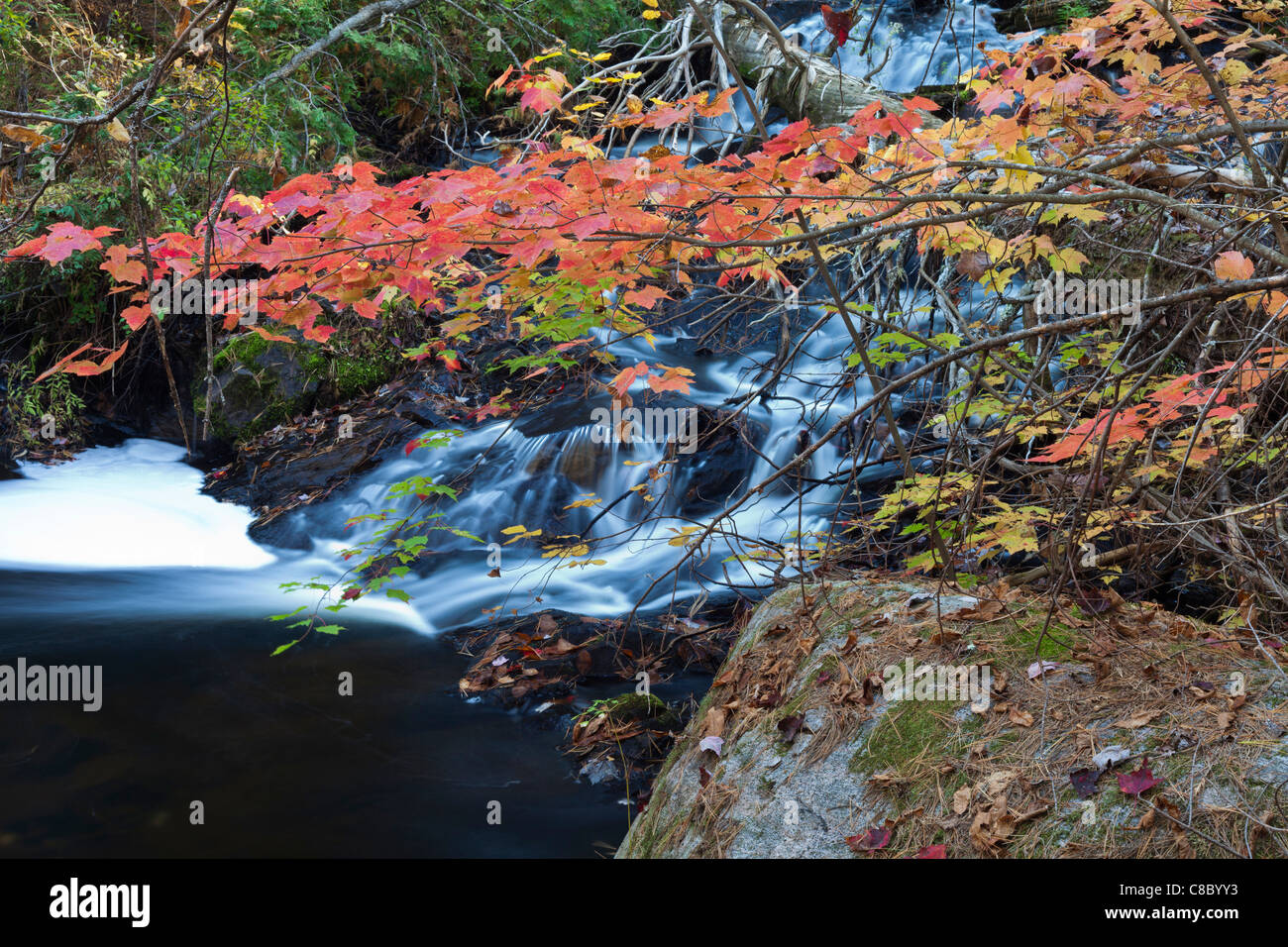 Waterfall and autumn leaves, Algonquin Provincial Park, Ontario, Canada Stock Photo