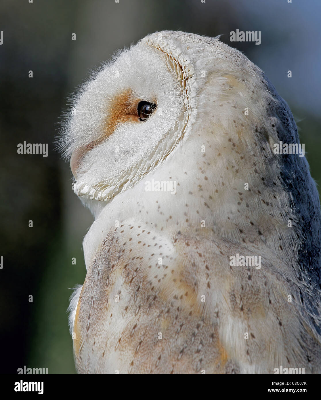 Portrait of a Barn Owl (Tyto alba) Stock Photo