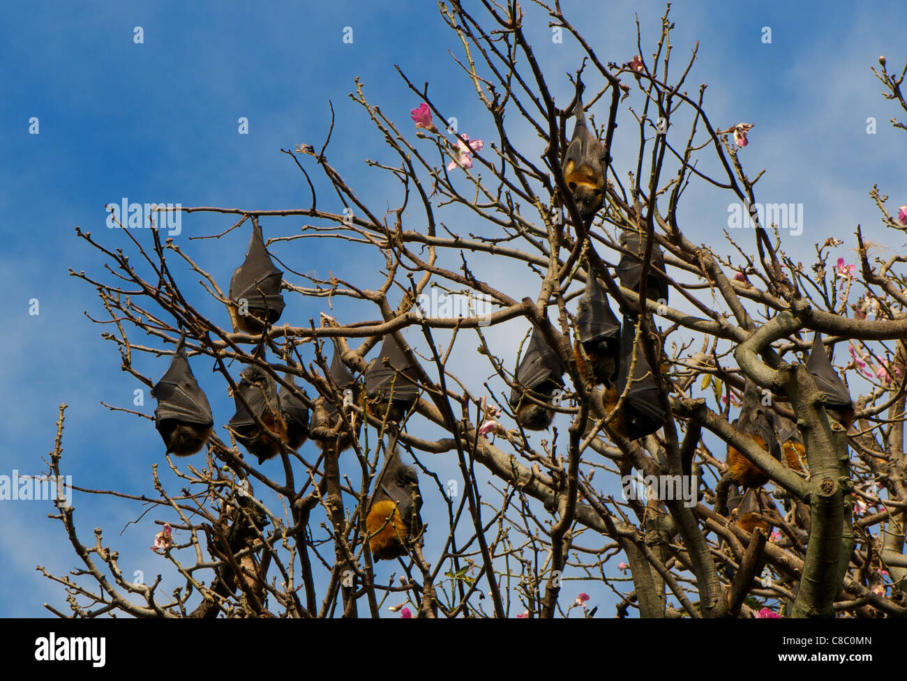 Flying foxes australia hi-res stock photography and images - Alamy