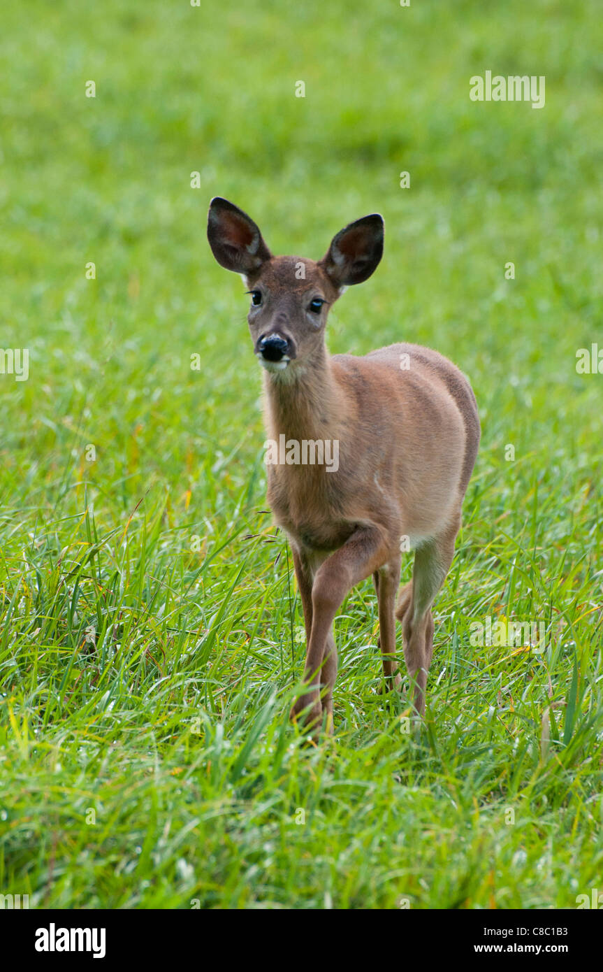 A Whitetailed female deer Stock Photo Alamy