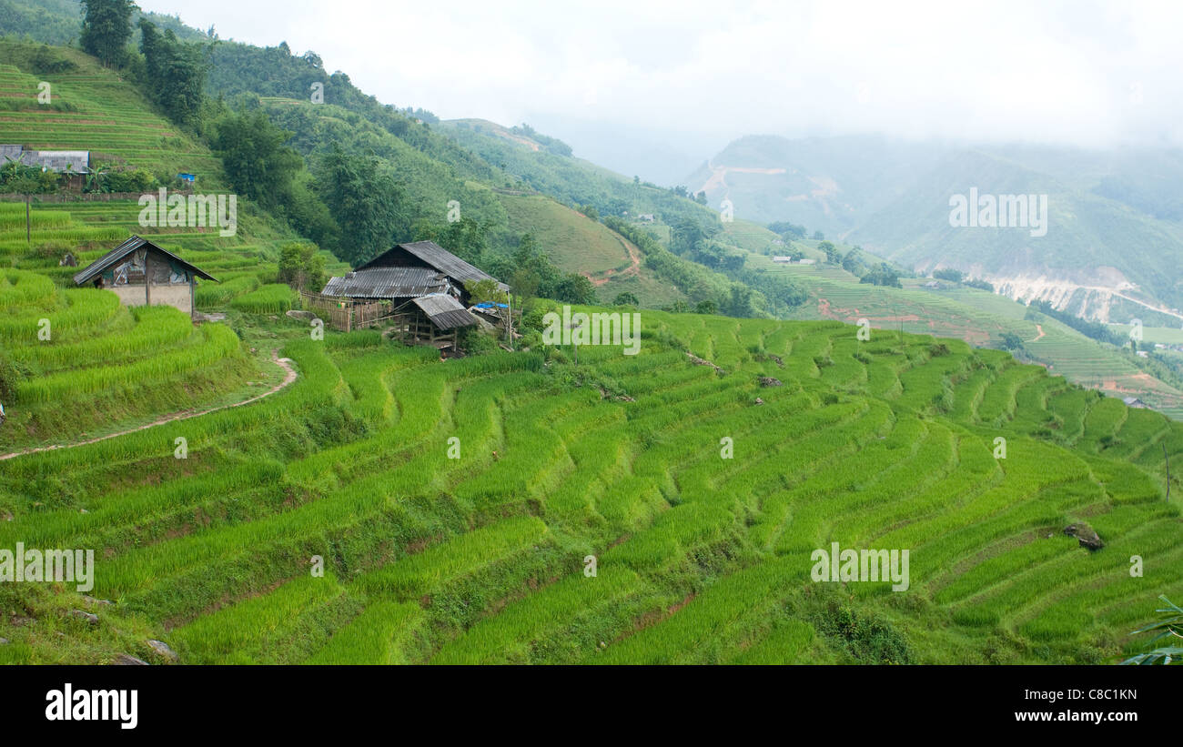 Farm buildings and rice terraces in Sapa, Vietnam Stock Photo - Alamy