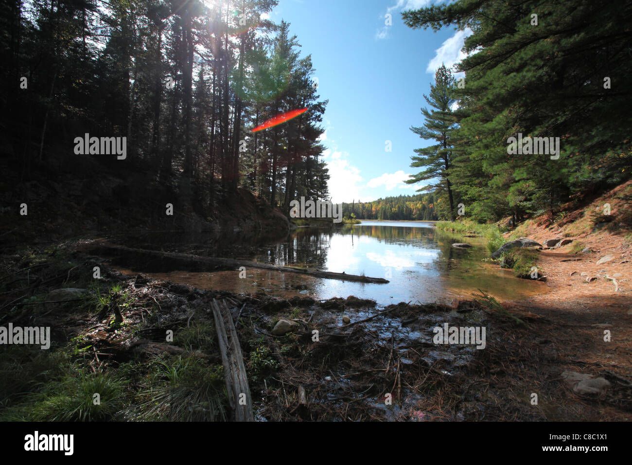 Beaver dam in Algonquin Provincial park, Ontario, Canada Stock Photo