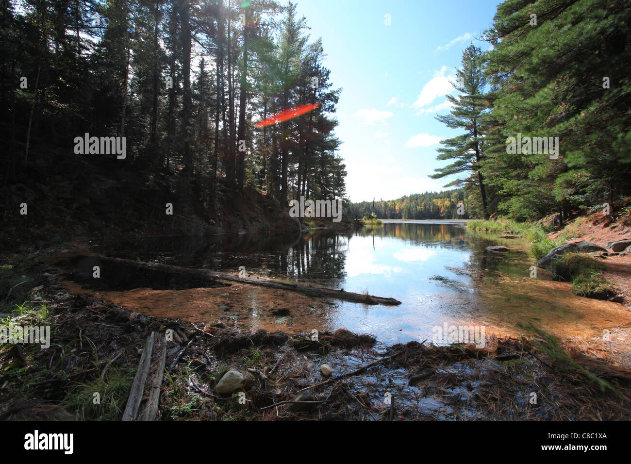 Beaver dam in Algonquin Provincial park, Ontario, Canada Stock Photo