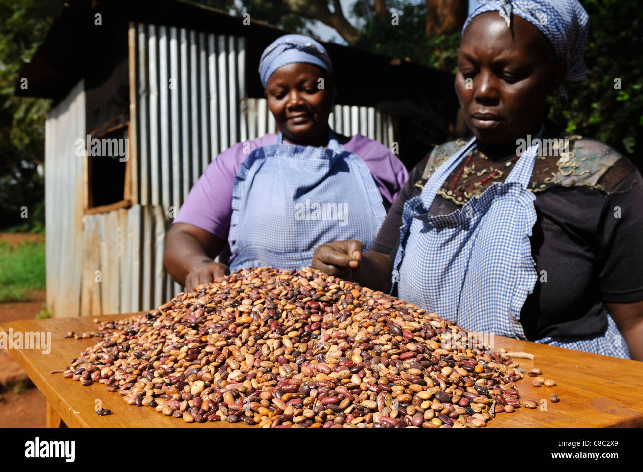 Cooks at a school sorting beans, Thika, Kenya. Stock Photo