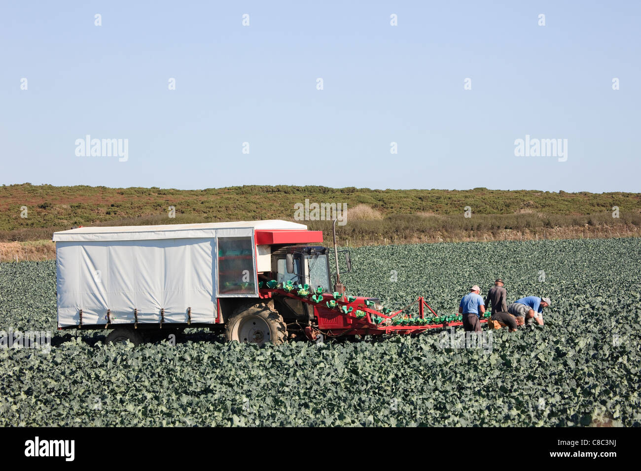 EU immigrant farm workers harvesting broccoli in a field with a conveyor belt arm loading them onto a tractor and trailer. England UK Britain Stock Photo