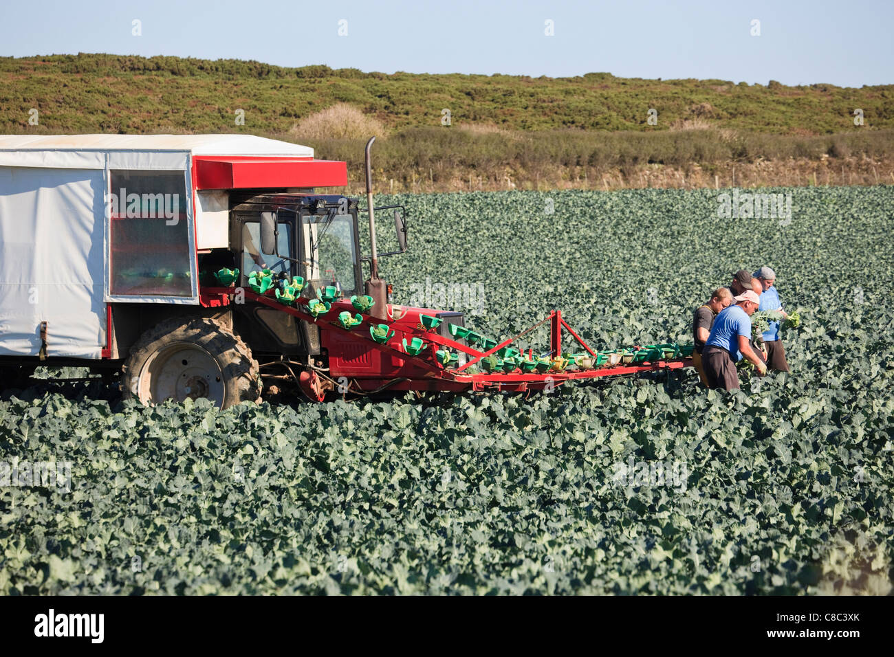 England UK Farm workers harvesting broccoli in a field with a conveyor belt harvester loading them onto a tractor and trailer Stock Photo
