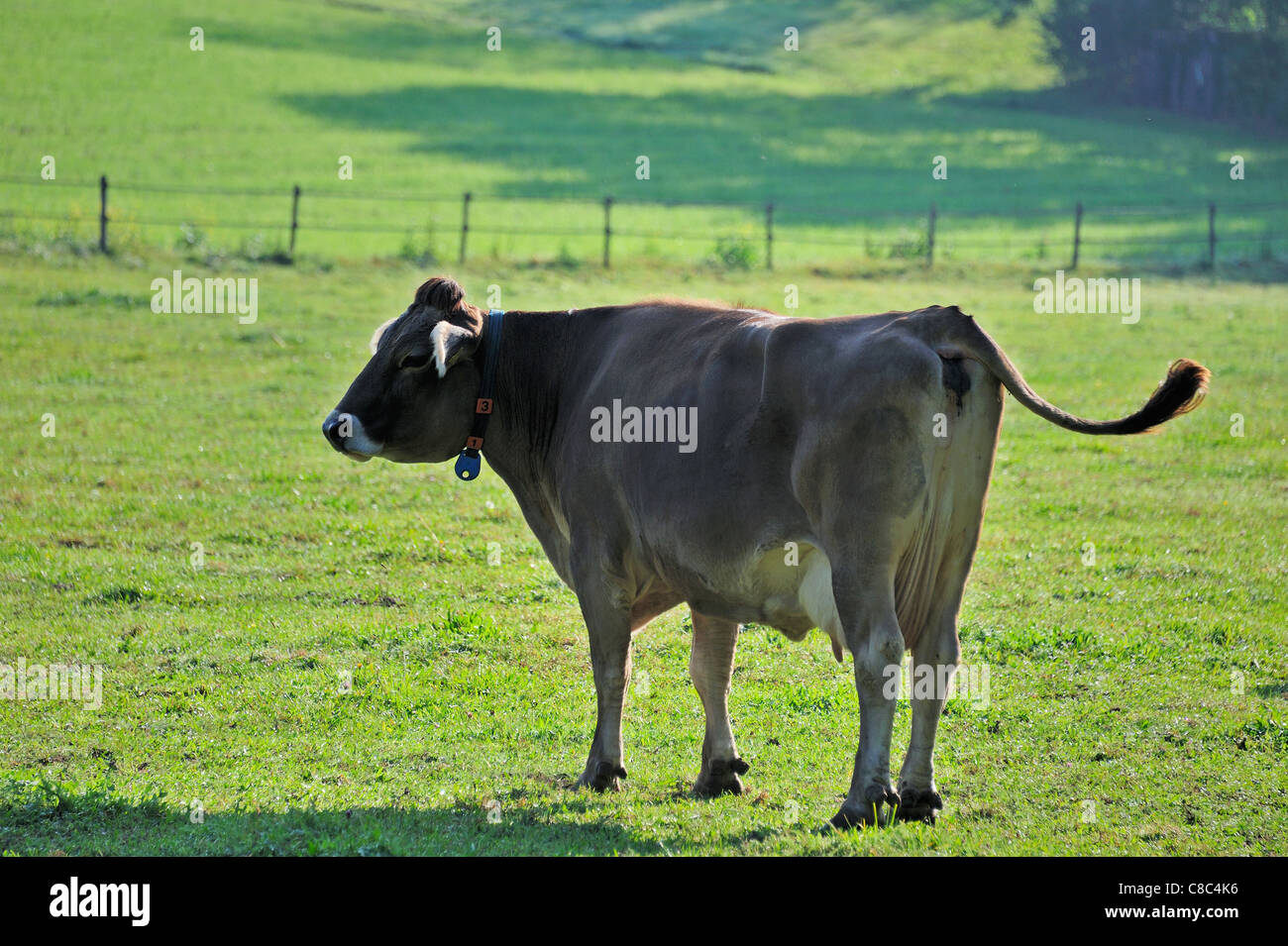 cow tail plug cow tail plug