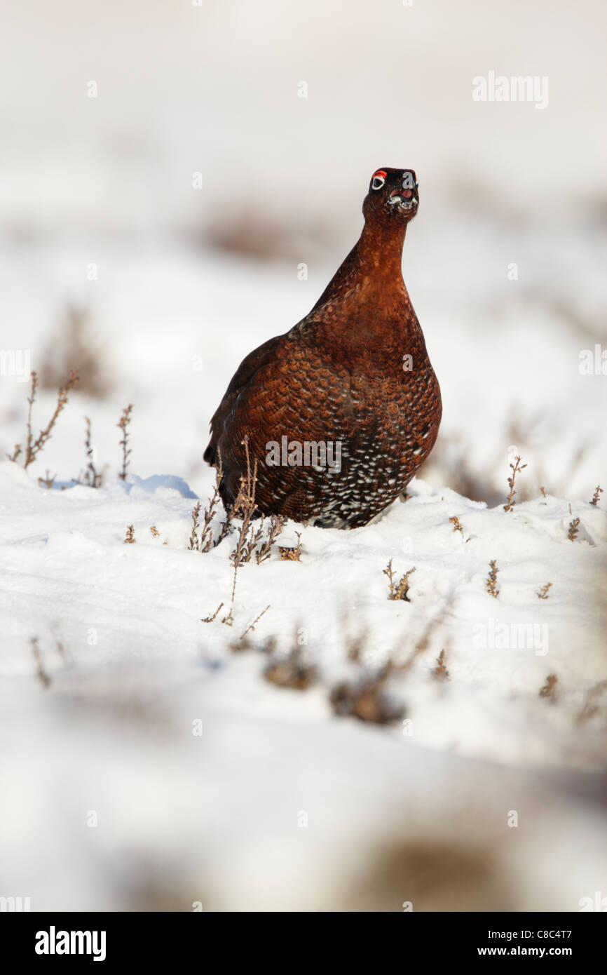 Red Grouse (Lagopus lagopus scotica) male sitting on snow calling Stock Photo
