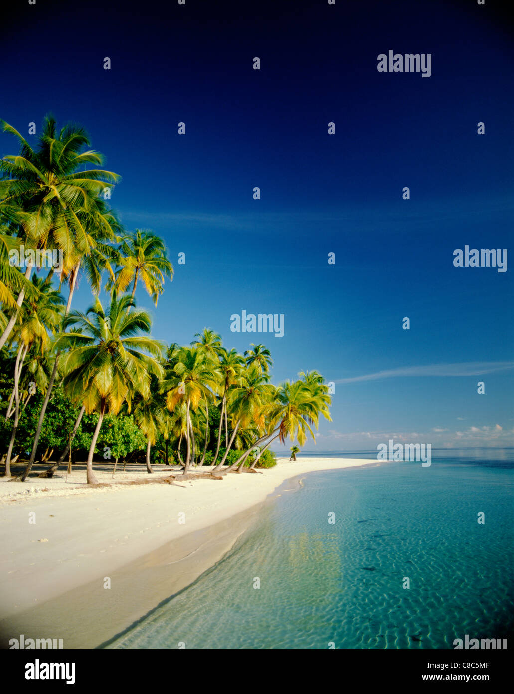 Tropical beach with palm trees hi-res stock photography and images - Alamy