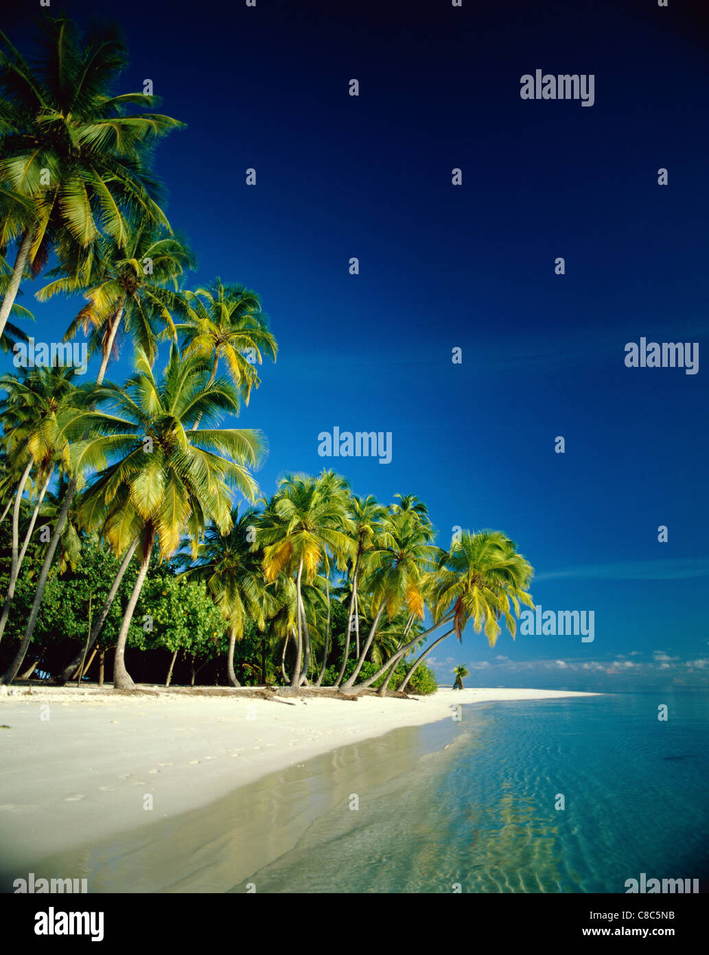 Atoll Palm Trees Tropical Beach Maldive Islands Stock Photo Alamy