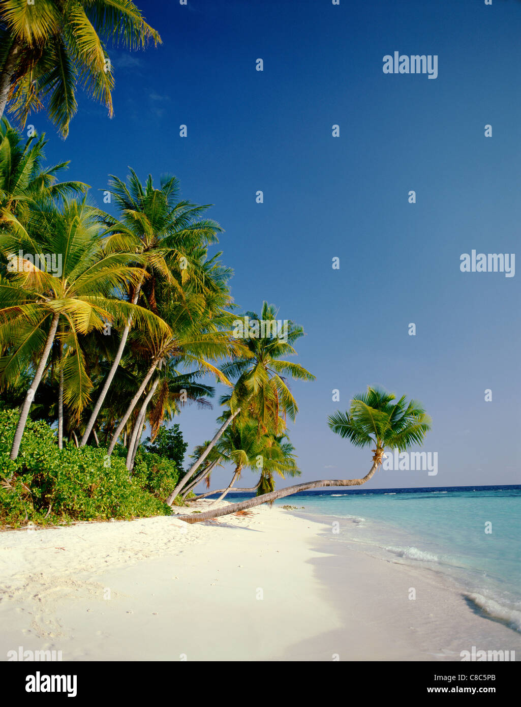 atoll-palm-trees-tropical-beach-maldive-islands-stock-photo-alamy