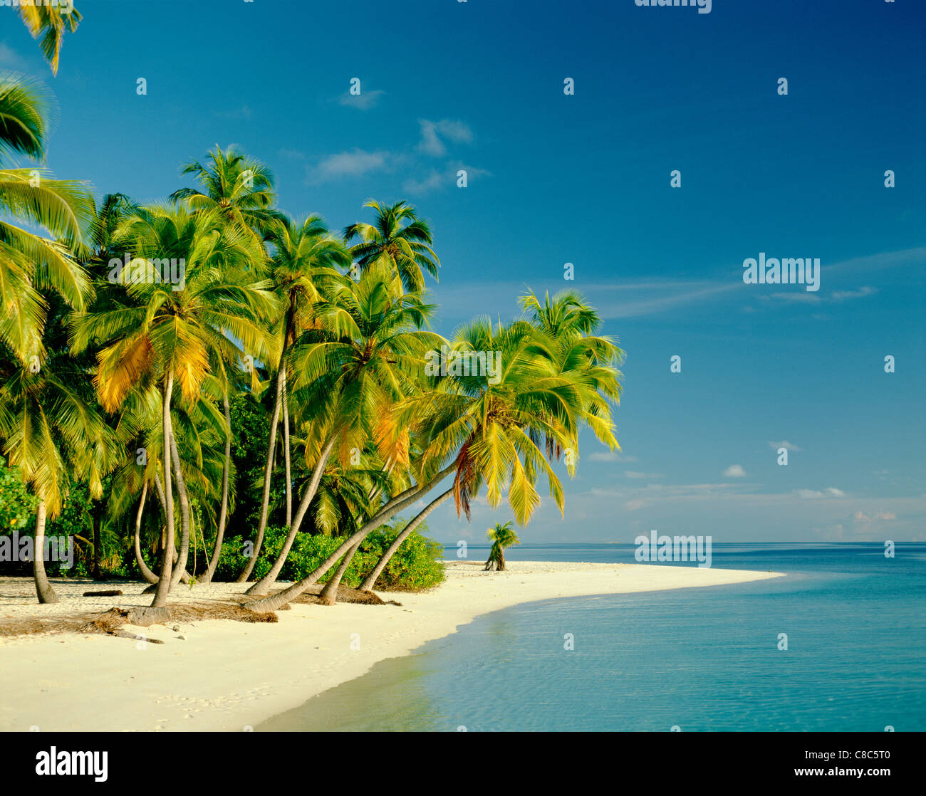 Palm Trees & Tropical Beach / Sea & Sand, Maldive Islands Stock Photo Palm Trees Tropical Beach Sea Sand Maldive Islands 39606123