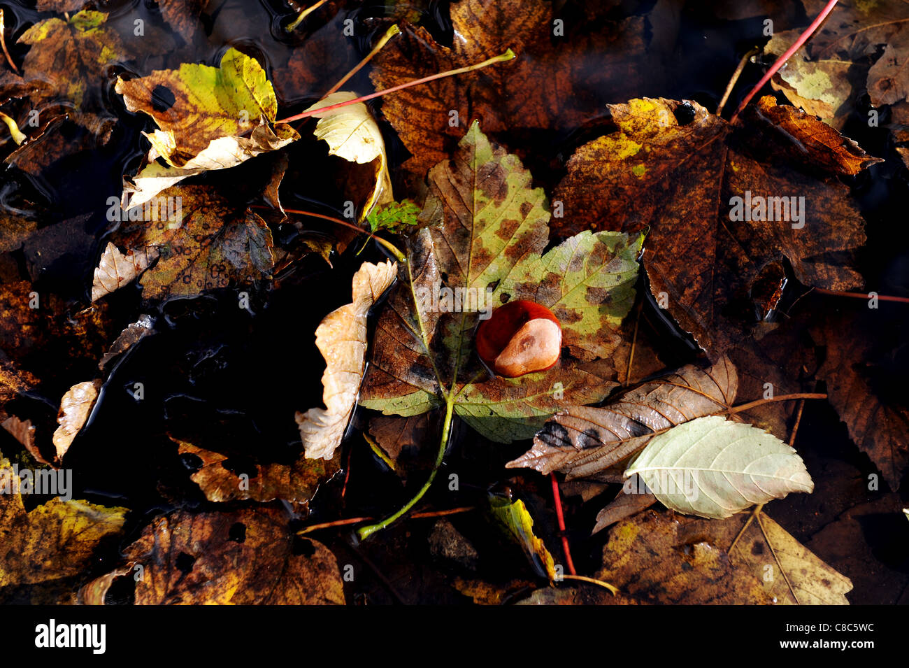 Autumn leaves and conkers at Leverhulme Park, Bolton, Lancashire, England. Picture by Paul Heyes, Tuesday October 18, 2011. Stock Photo