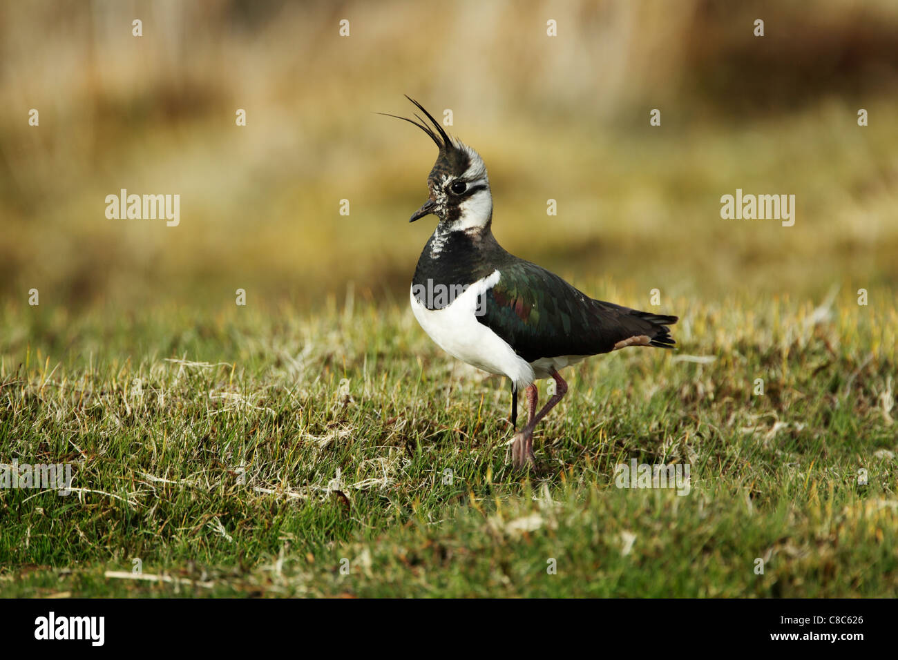 Northern Lapwing (Vanellus vanellus) walking on rough grassland Stock Photo