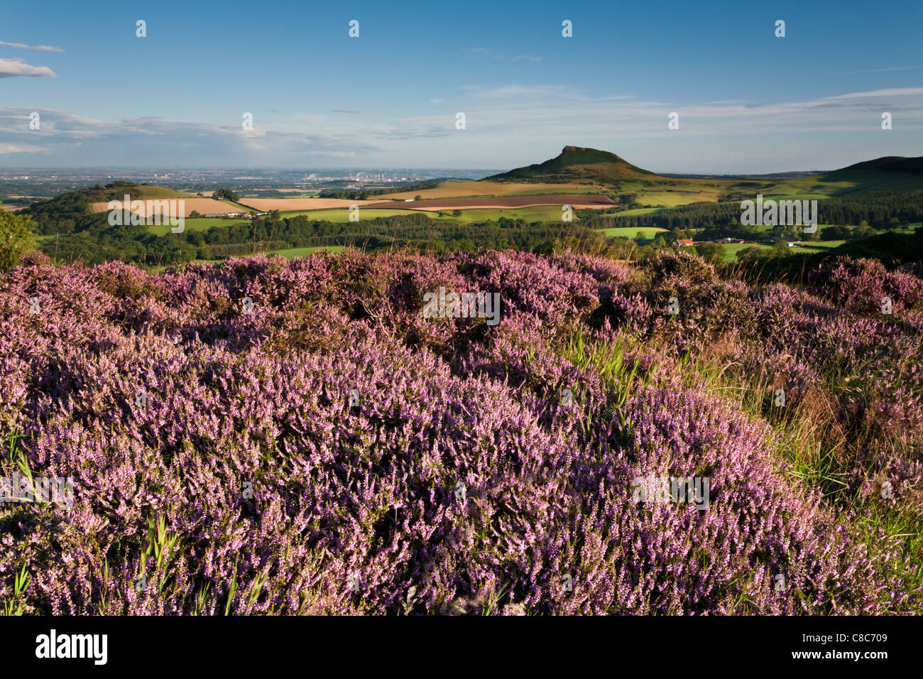 Roseberry Topping & Heather North Yorkshire Stock Photo