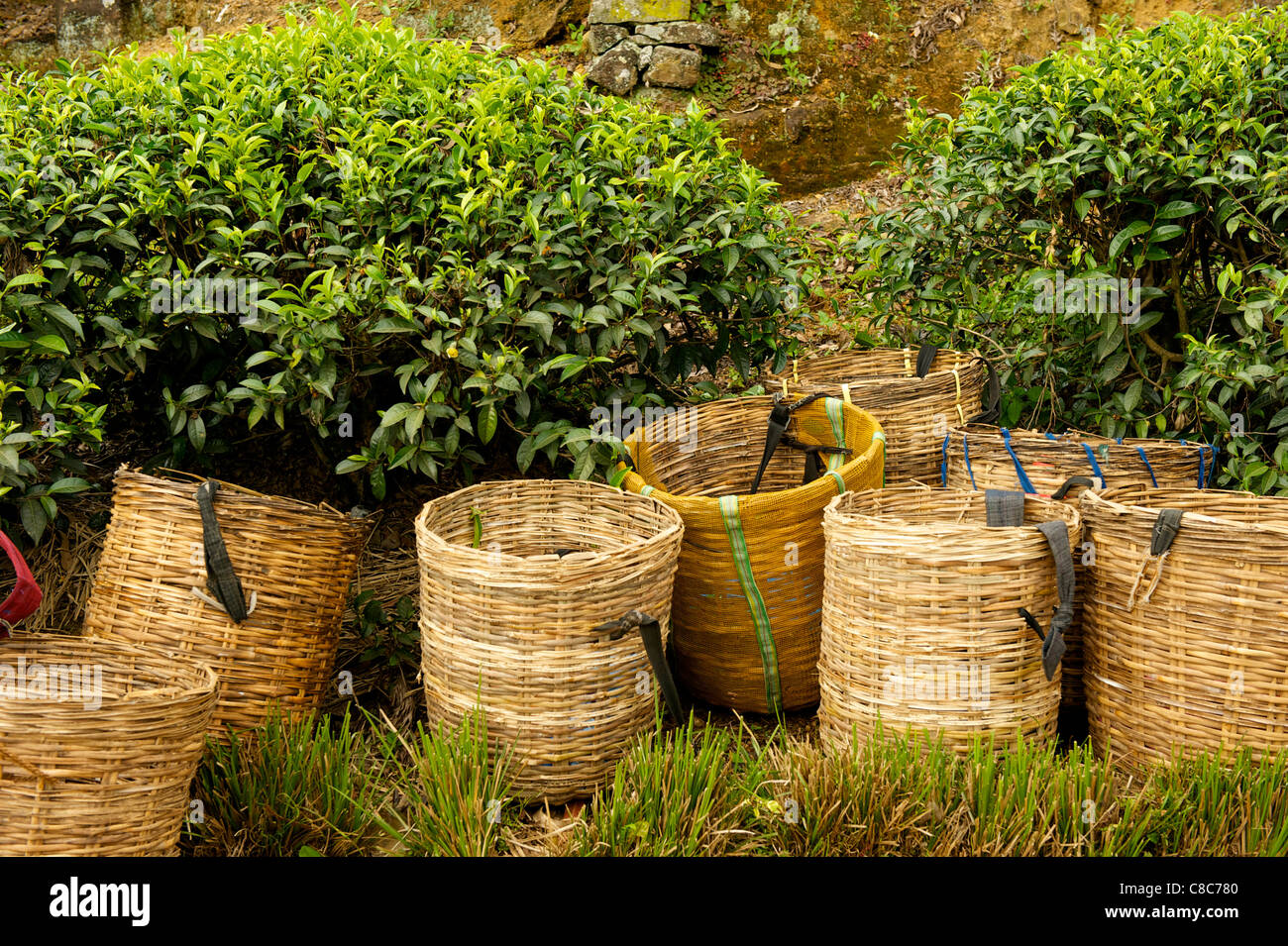 Traditional tea baskets with head straps Nuwera Eliya, Sri Lanka Stock