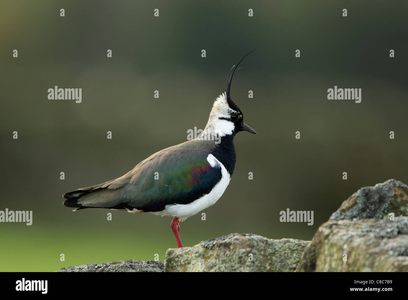 Northern Lapwing (Vanellus vanellus) standing on a stone wall Stock Photo