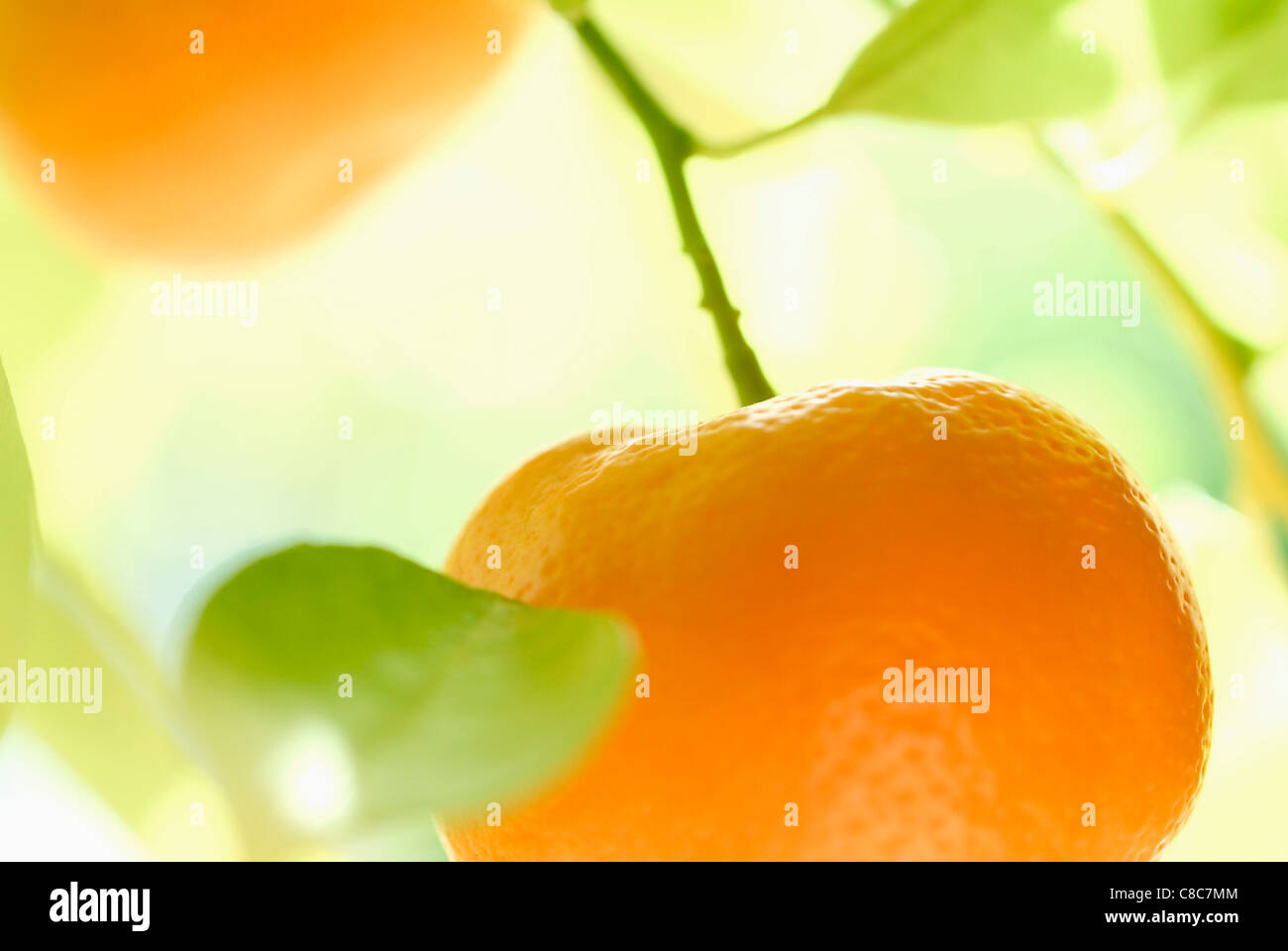 mandarine Stock Photo