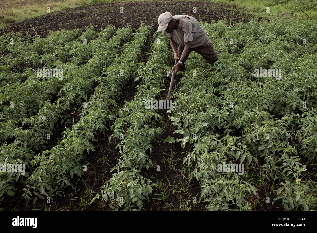 A farmer works in his vegetable fields in Mongu, Zambia, Southern Africa. Stock Photo