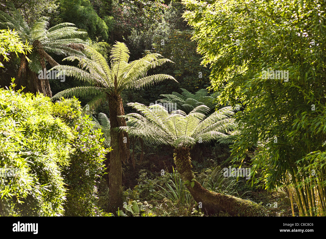 In Heligan's Jungle Garden with tree ferns and other semi-tropical plants in September Stock Photo