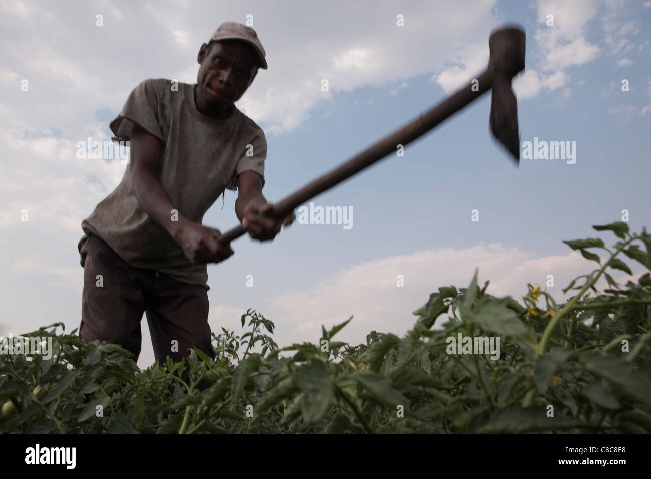 A farmer works in his vegetable fields in Mongu, Zambia, Southern