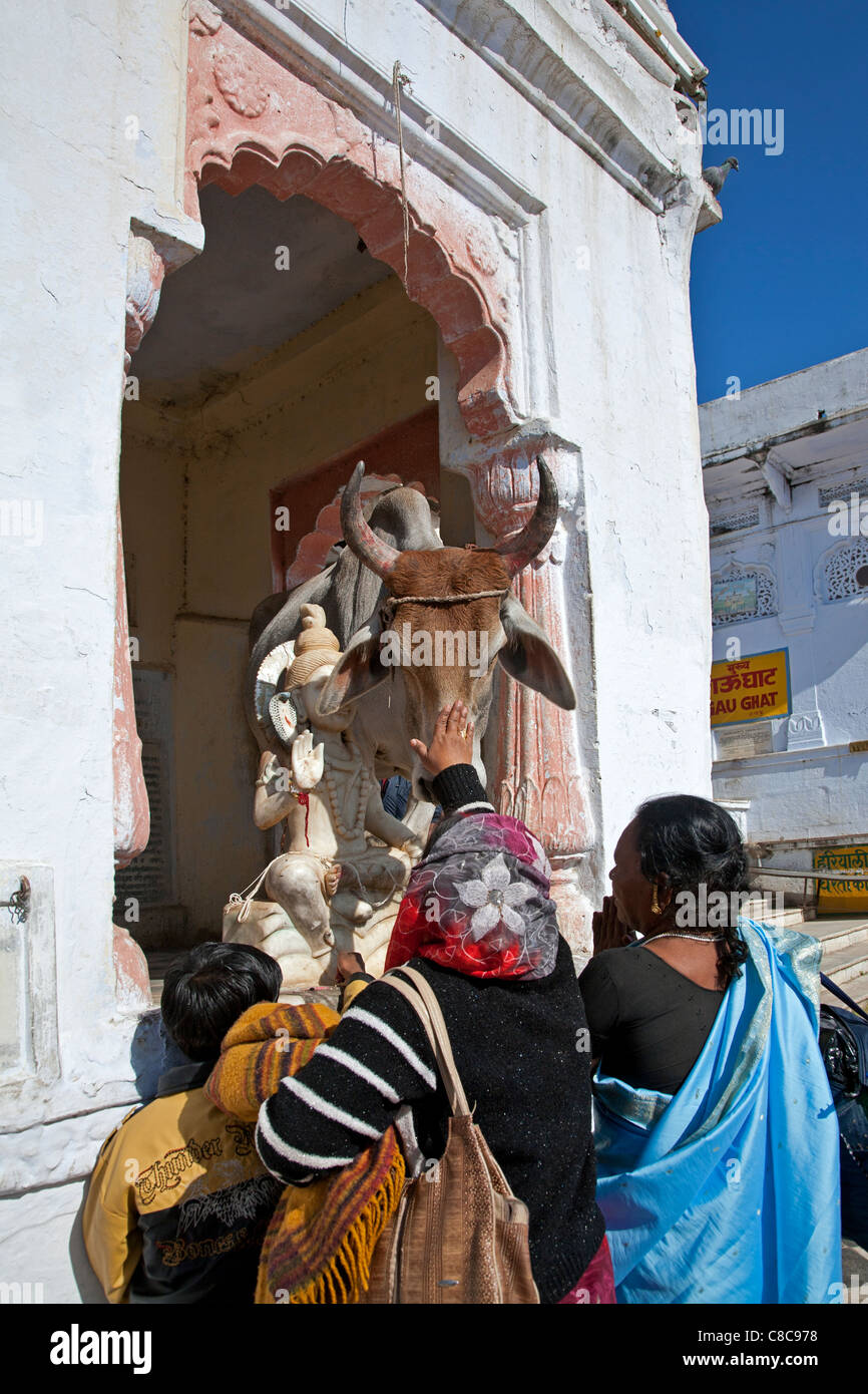 Hindu family worshiping a cow. Pushkar. Rajasthan. India Stock Photo