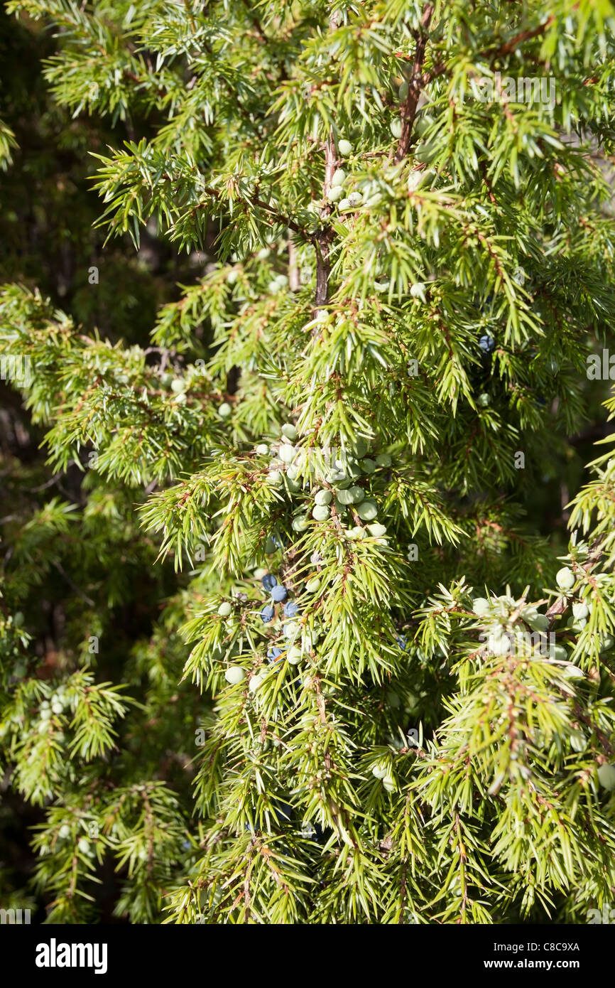 Juniperus communis, the Common Juniper Stock Photo