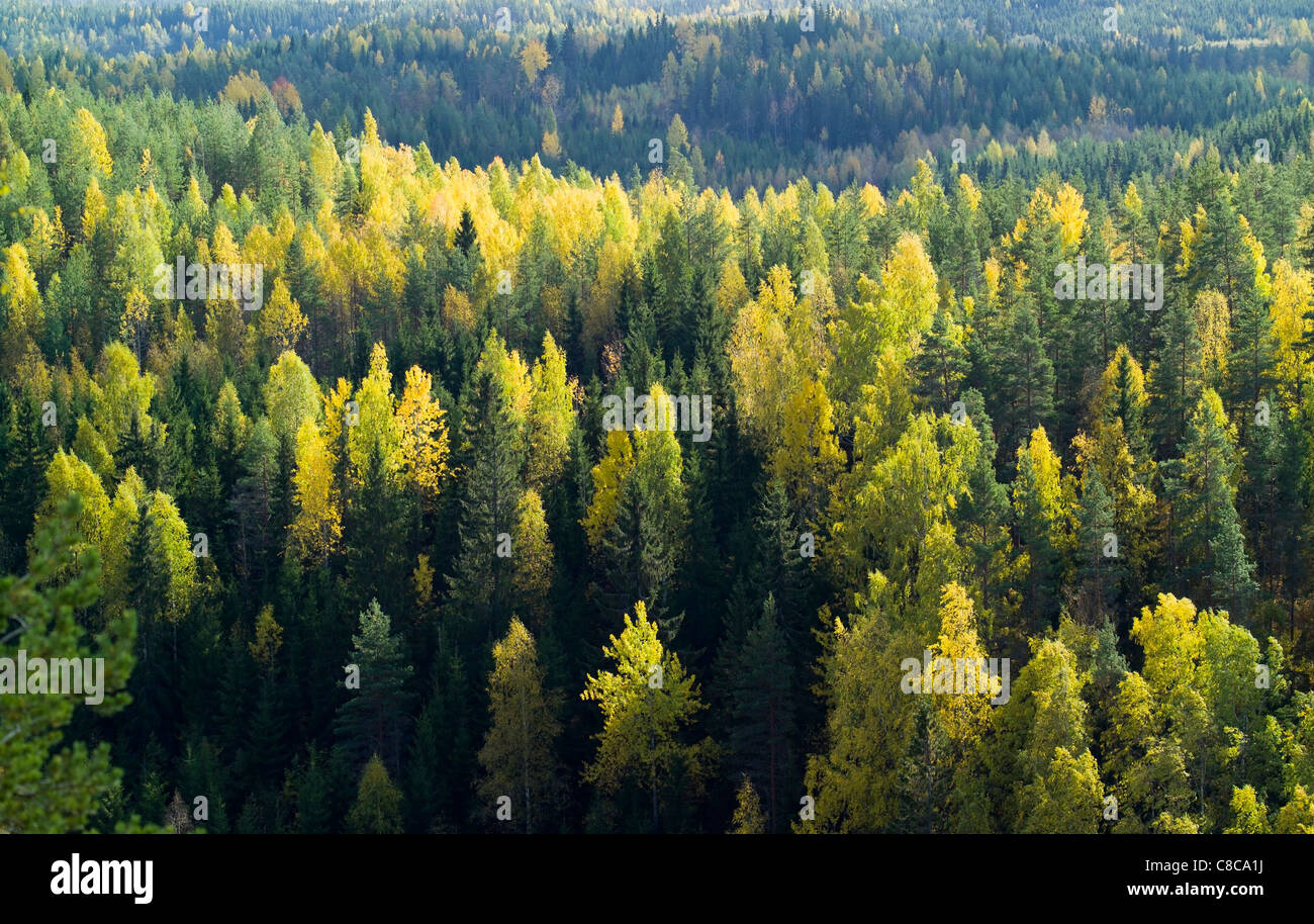 autumn forest Finland Europe Stock Photo