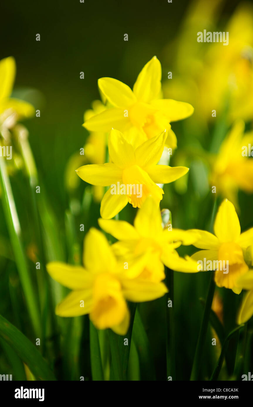 Group of daffodils Stock Photo