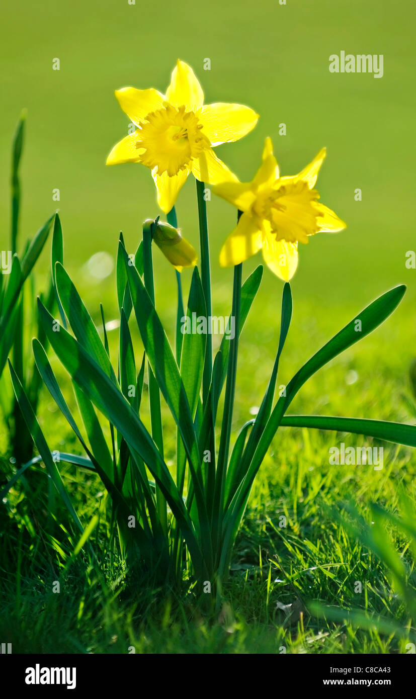 Daffodils in the sun Stock Photo