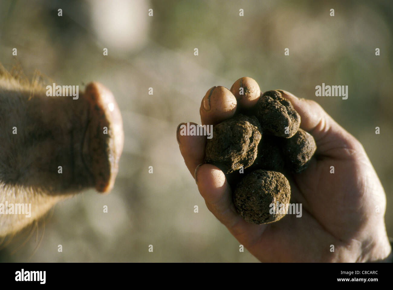 Pig truffles hires stock photography and images Alamy