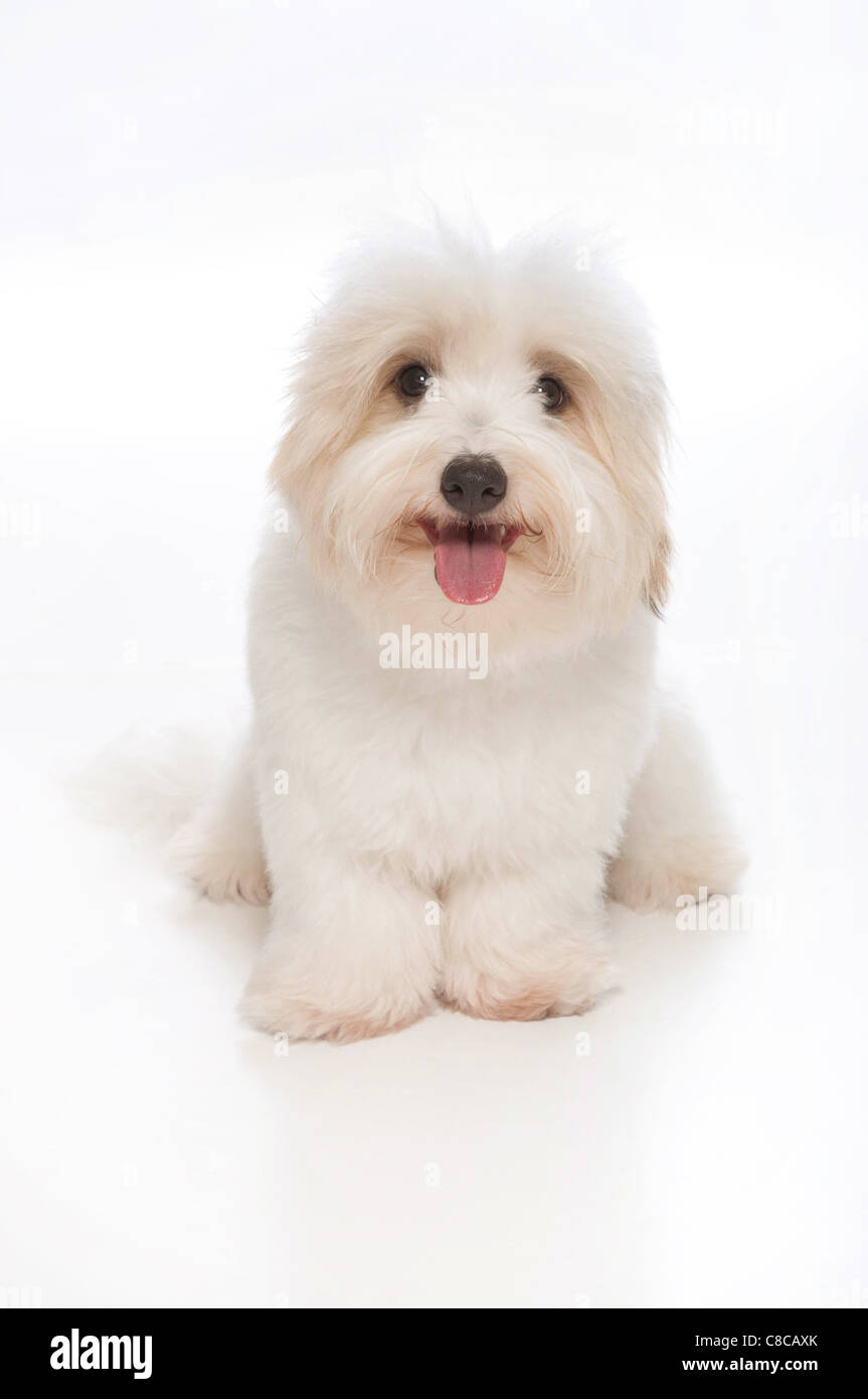 What Does A 3 Month Old Coton De Tulear Puppy Like To Eat