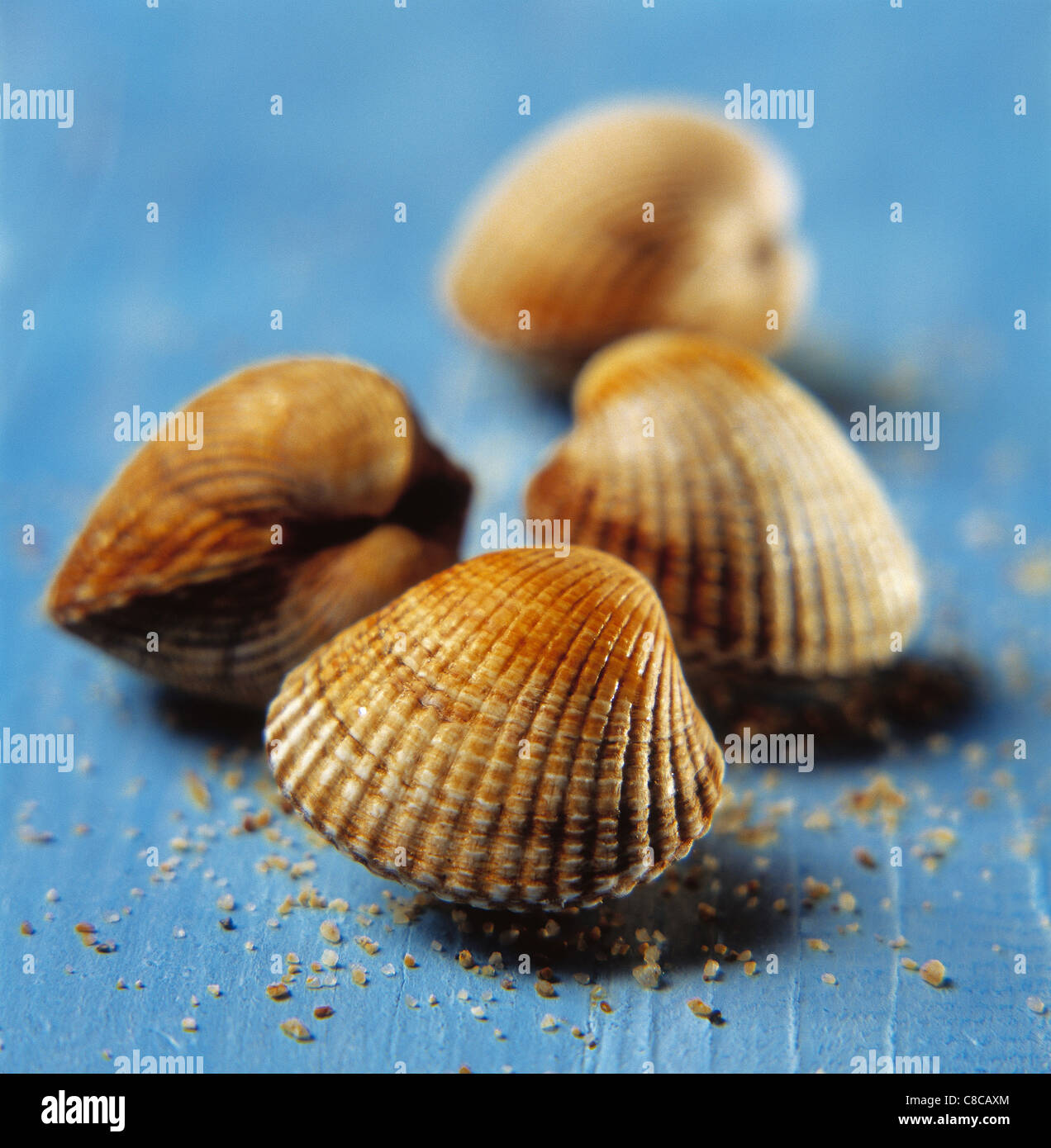 Littleneck clam sand hires stock photography and images Alamy