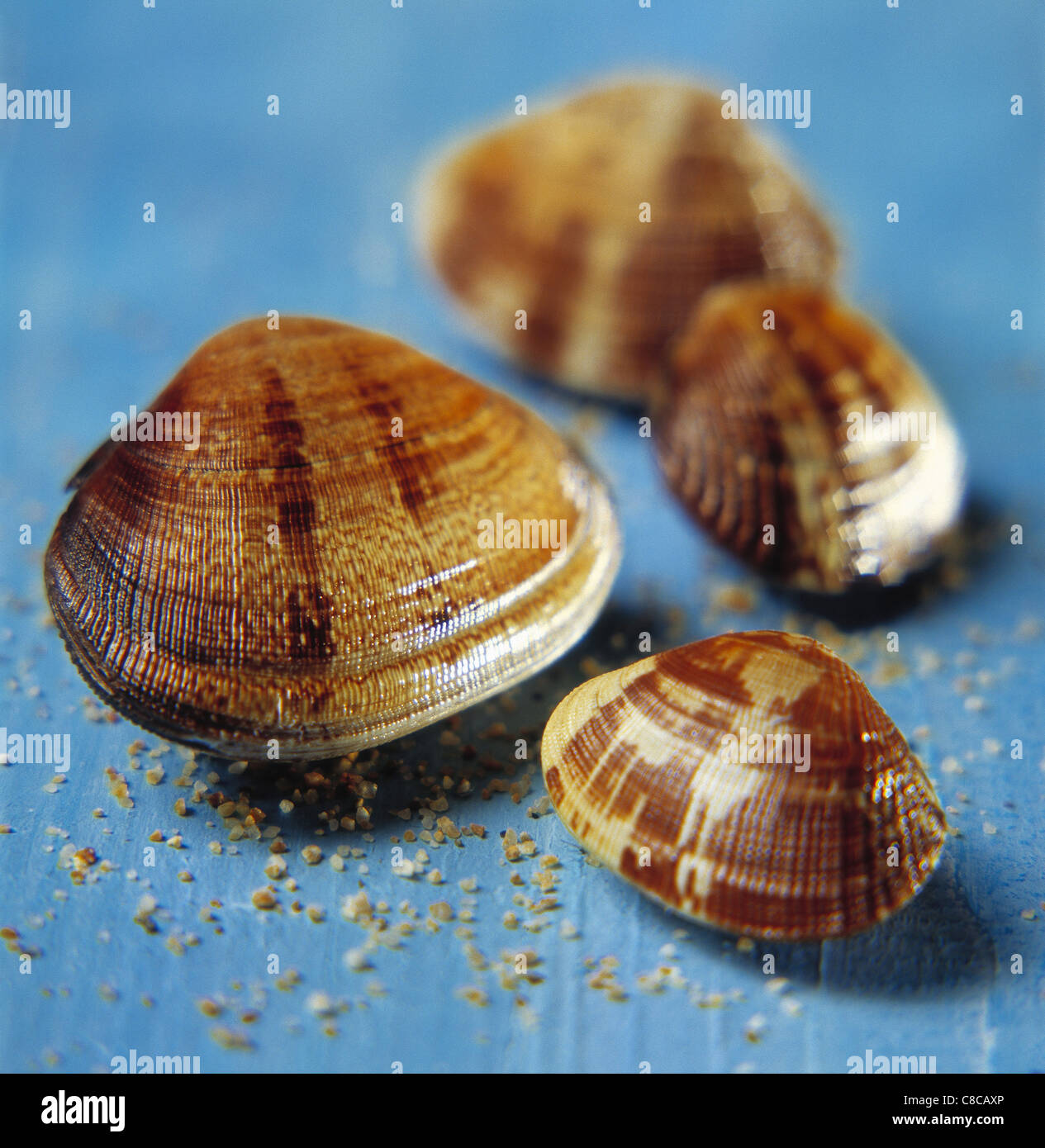 Carpet-shell clams Stock Photo - Alamy