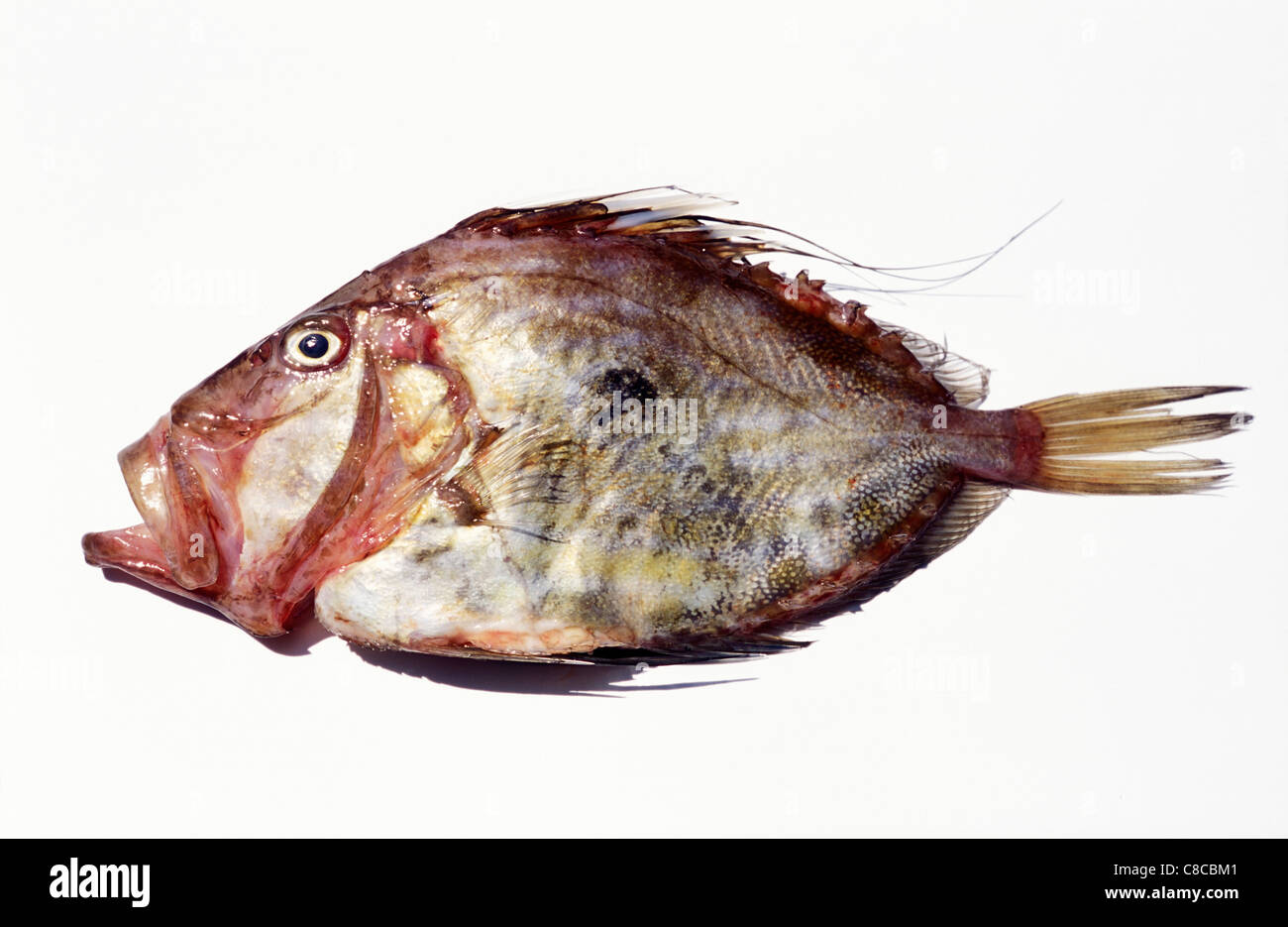 John Dory fish Stock Photo - Alamy
