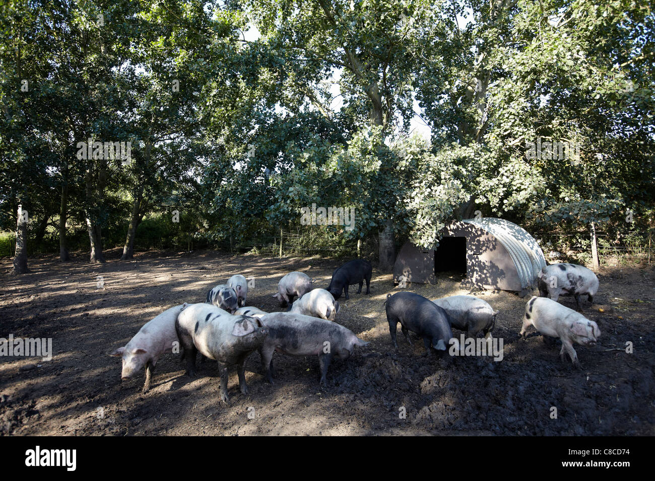 [Free range pig farming] group of pigs Stock Photo Alamy