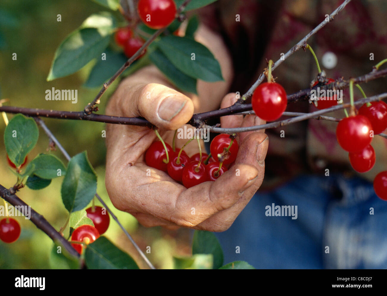 Hand picking Montmorency cherries Stock Photo - Alamy