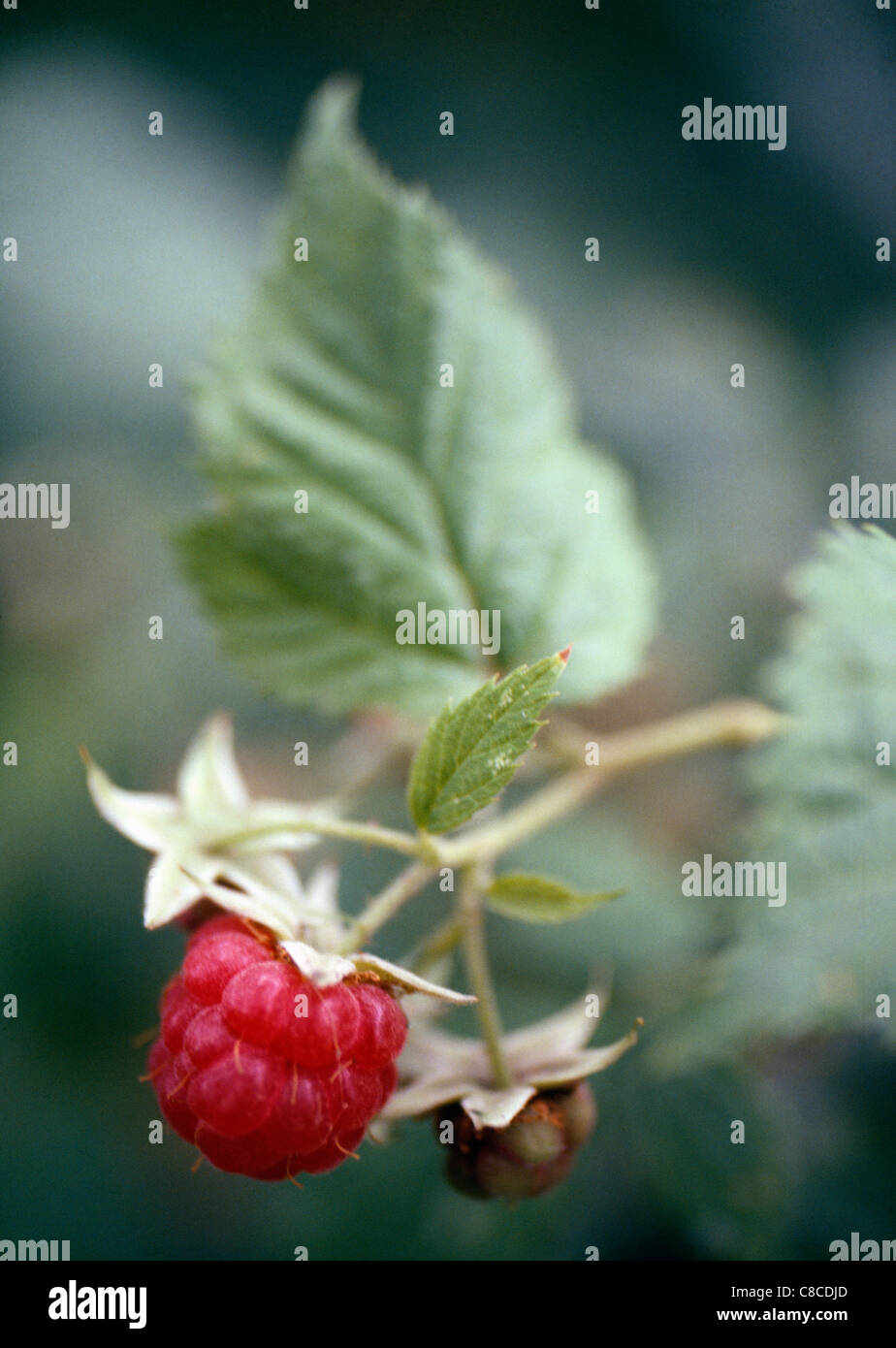 Raspberry tree garden hi-res stock photography and images - Alamy