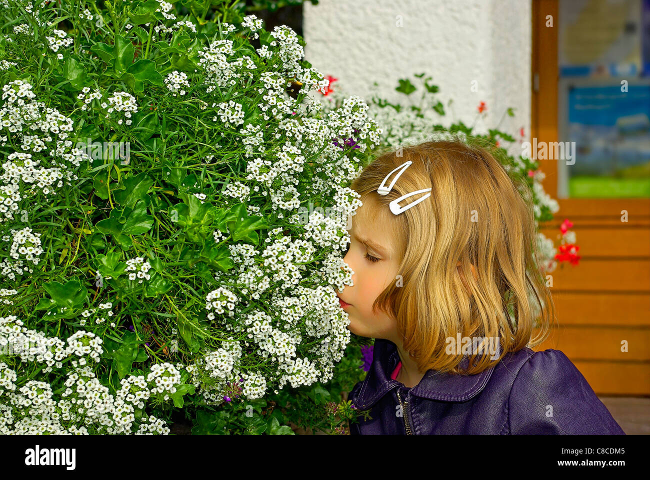 A little girl is taking a smell at a bunch of white blossom flowers. Stock Photo