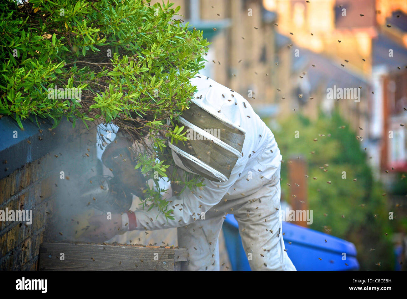 A beekeeper deals with a swarm of bees which had taken up residence in a house in Scarborough,North Yorkshire. Stock Photo