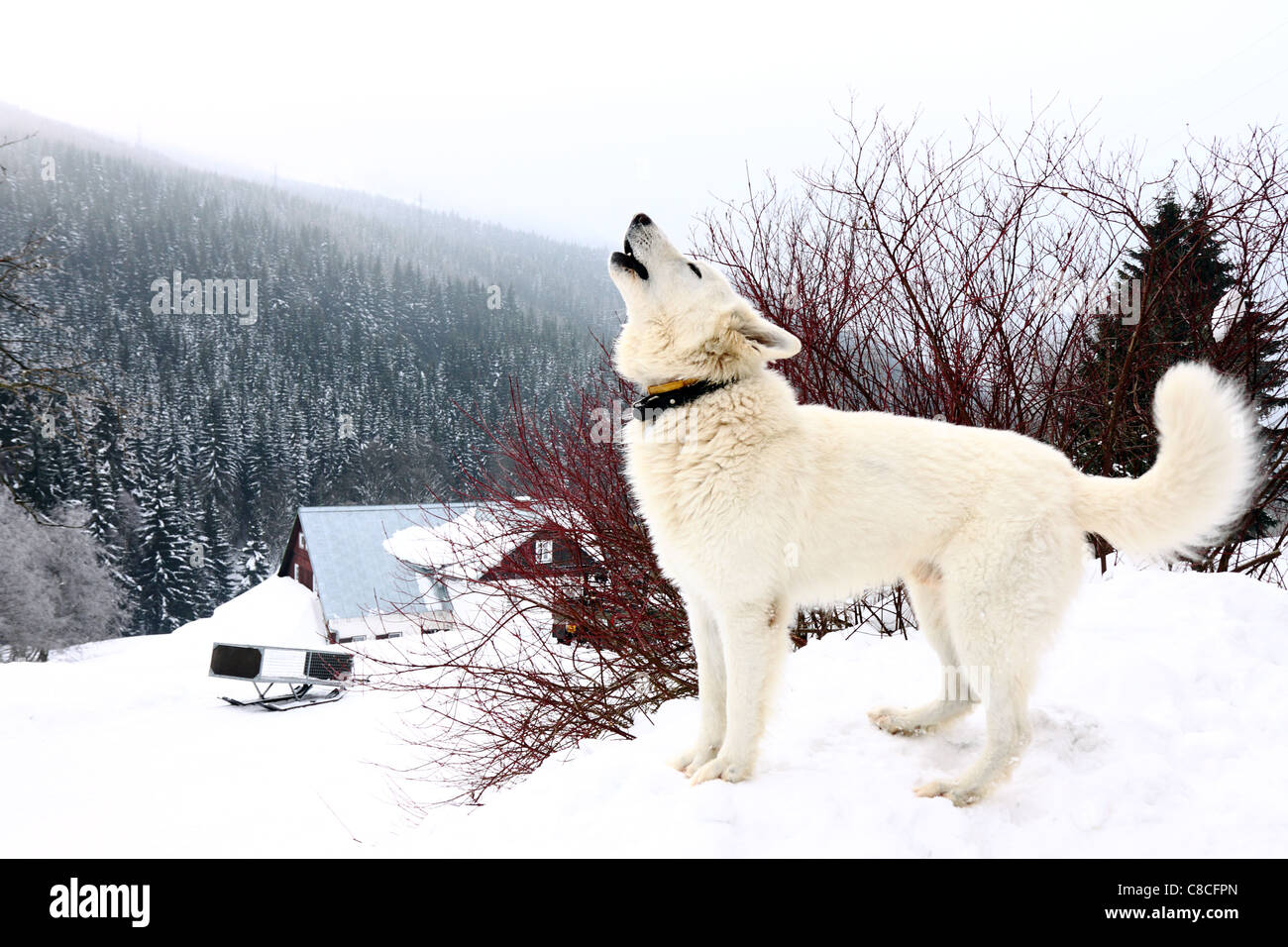 one white howling dog on mountains in winter - White German Shepherd Stock Photo
