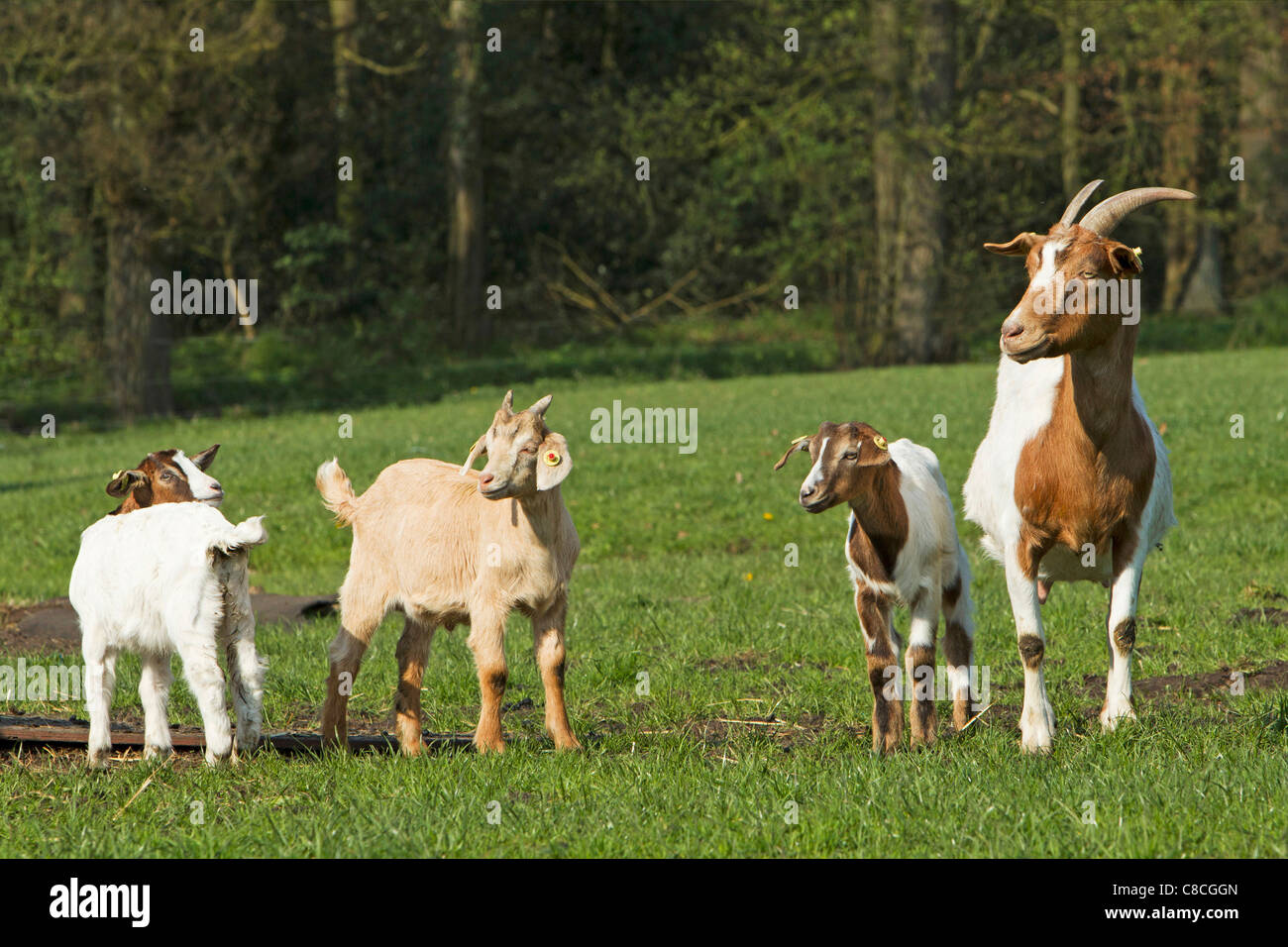 Boer goat and cubs on meadow Stock Photo - Alamy