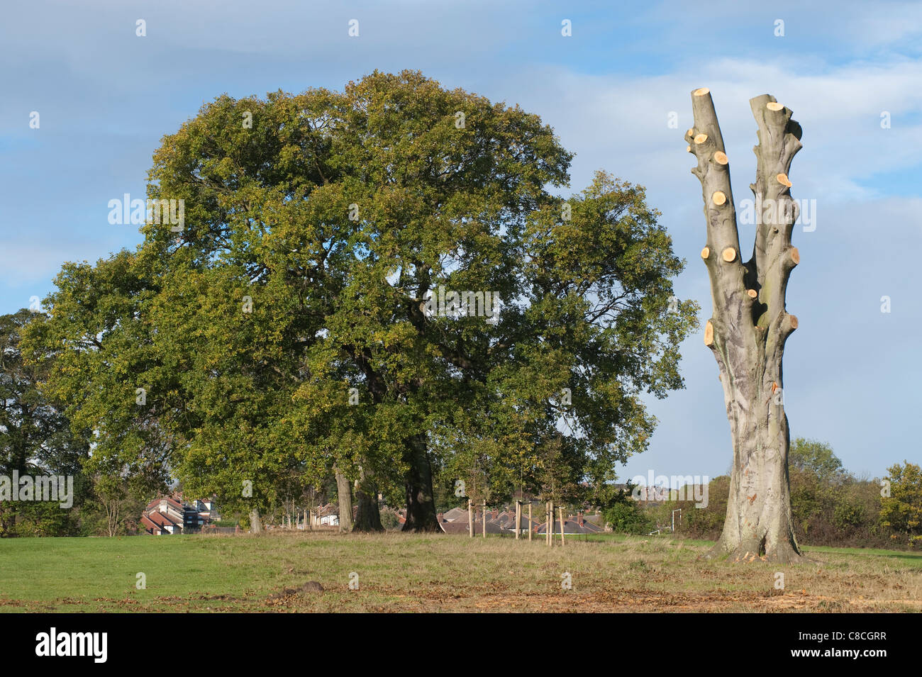 Tall large mature tree fully pruned to its trunk Stock Photo